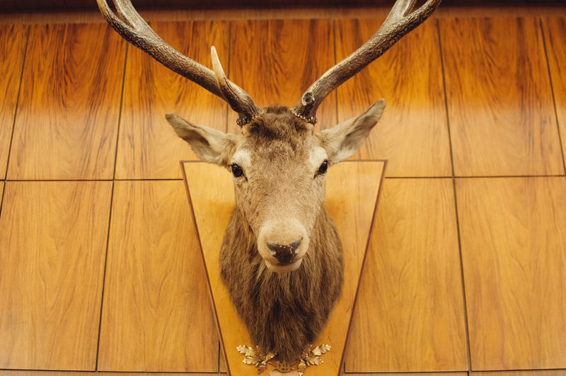 Low angle view of deer taxidermy mounted on wall
