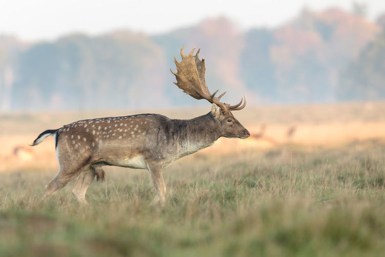 Deer walking on field