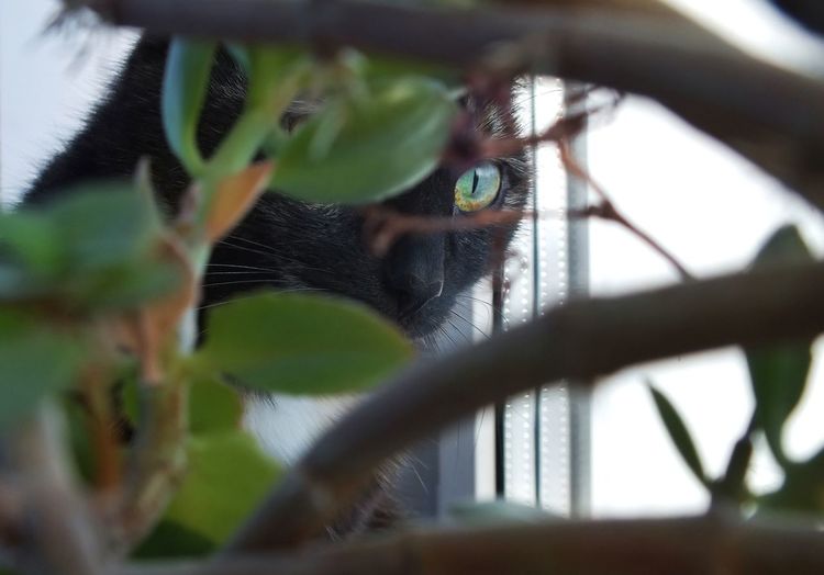 Close-up portrait of a cat hiding behind