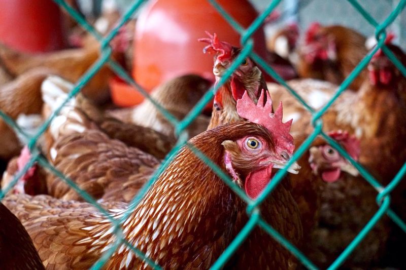 Chickens behind chainlink fence in poultry farm