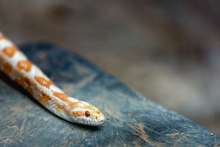 Close-up of snake on rock