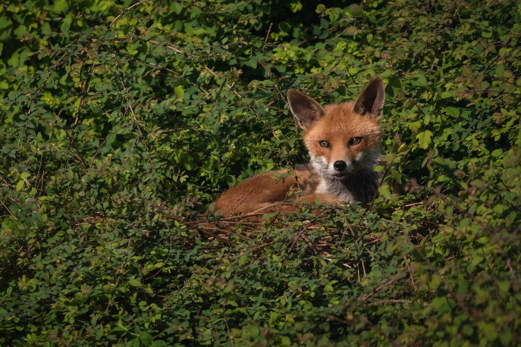 Red fox nesting in foliage