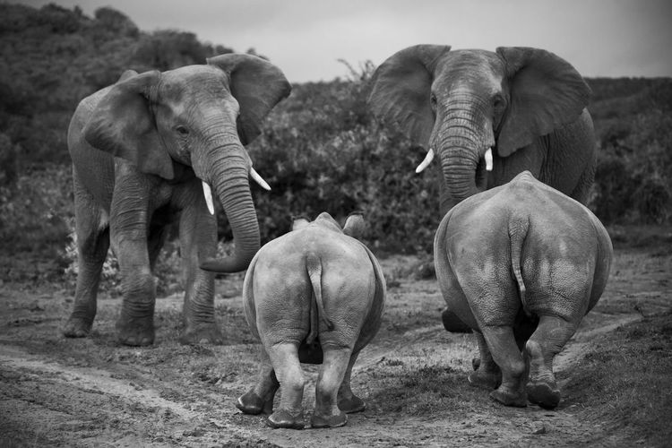 Elephants and rhinoceros on field