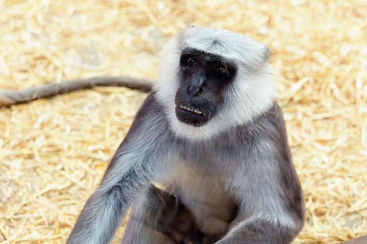 Close-up of gray langur on field