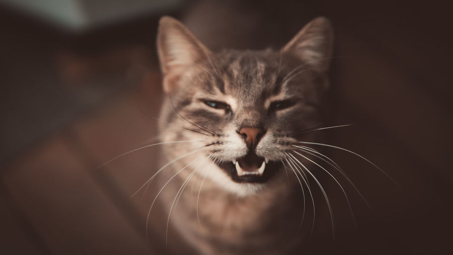 Close-up portrait of a cat