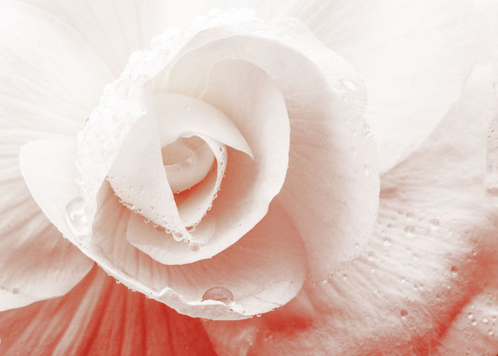 Close-up of white rose