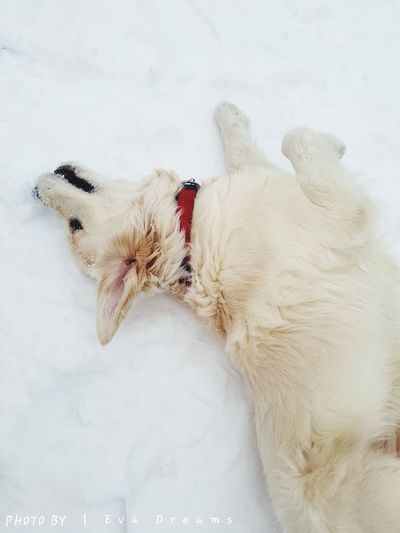 Close-up of dog lying down in snow