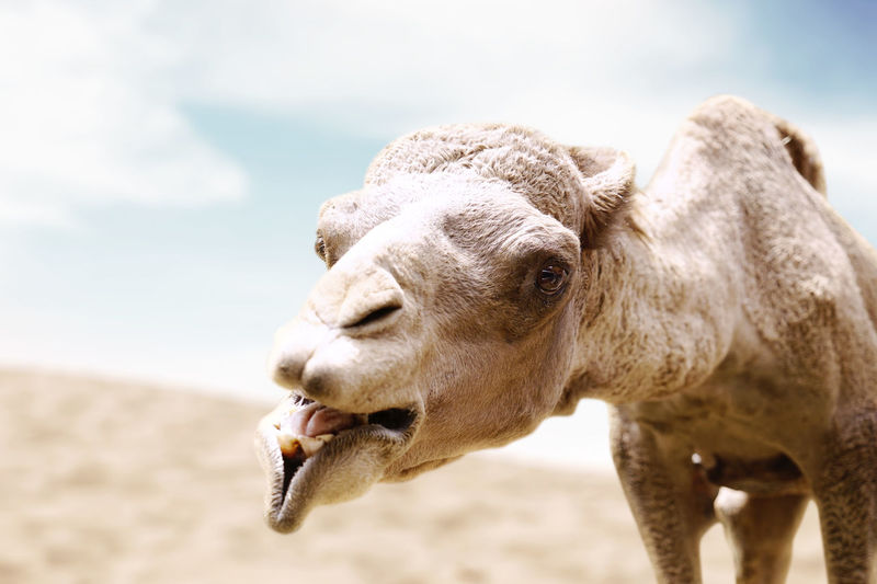 Portrait of arabian camel