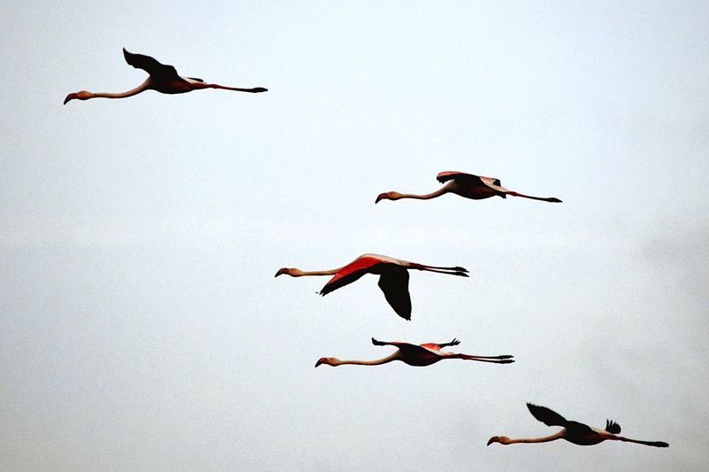 Low angle view of birds flying