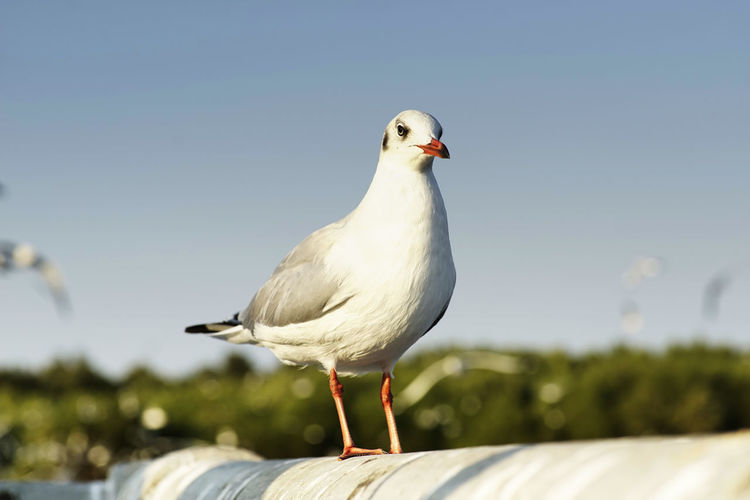 Close-up of seagull perching on a wall