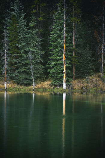 Fir trees reflected in the lake, canada