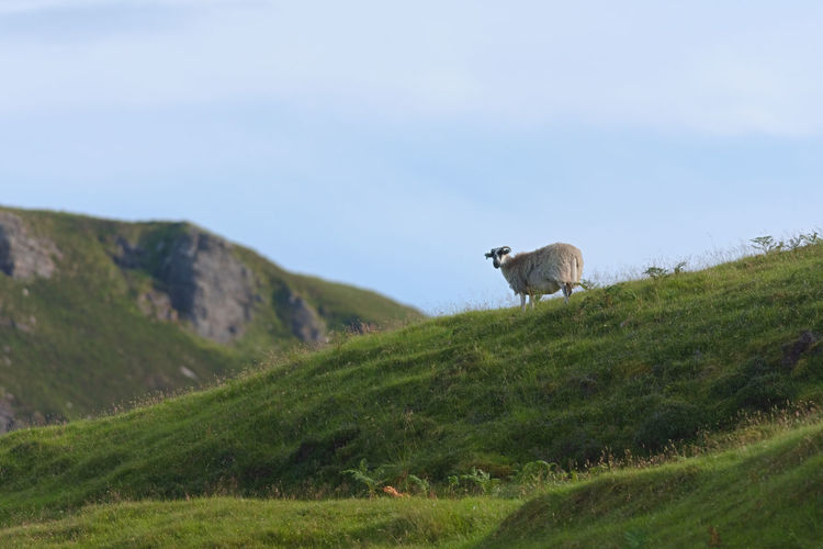 View of sheep on mountain