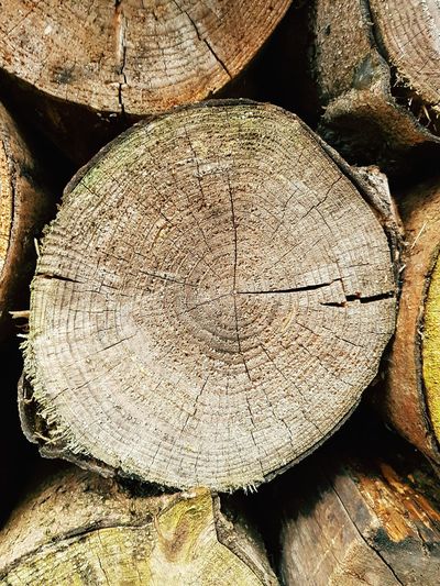 Full frame shot of tree stump