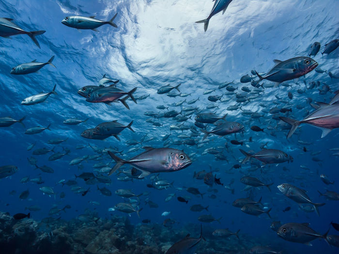 School of mackerel over the coral reef