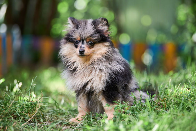 Pomeranian spitz puppy in garden. cute pomeranian dog. puppy black, gray and brown. funny spitz