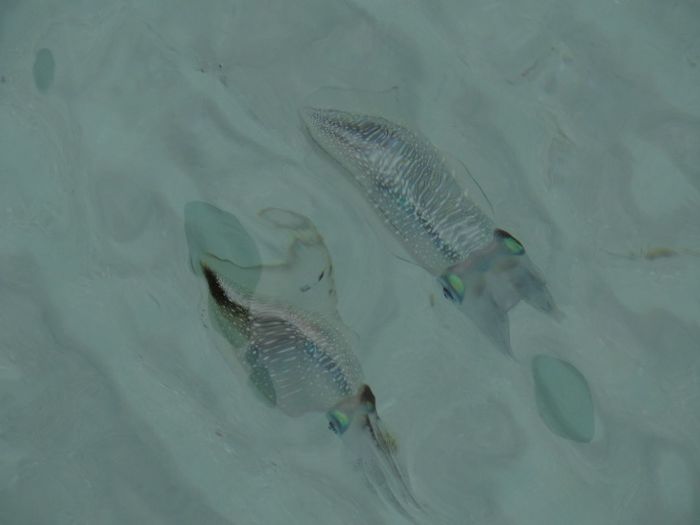 Squids swimming in water