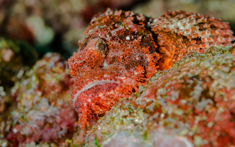 Close-up of scorpion fish in sea