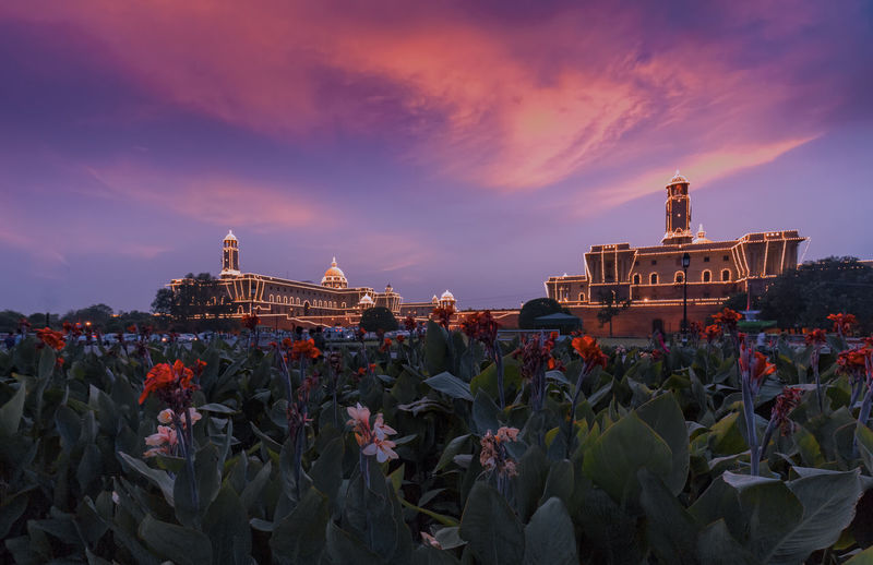Plants growing in front of illuminated rashtrapati bhavan during sunset