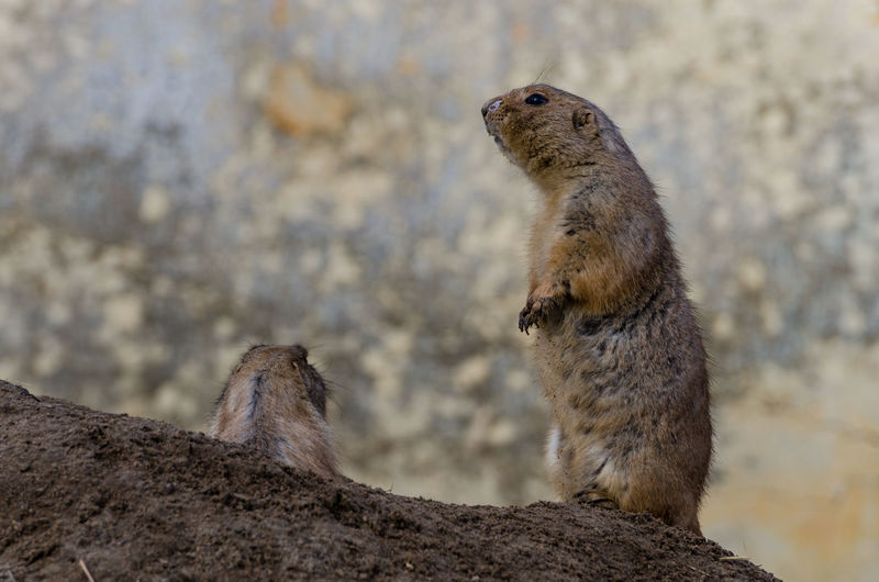 Low angle view of prairie dogs on hill