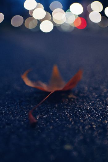 Close-up of autumn leaf on road against illuminated lighting