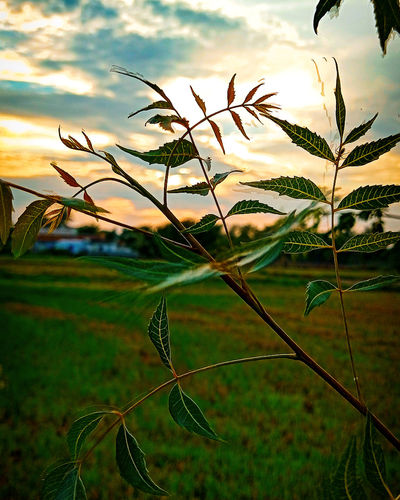 Close-up of stalks against sunset sky