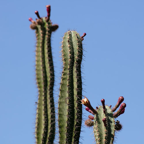 Close-up of cactus plant against clear blue sky