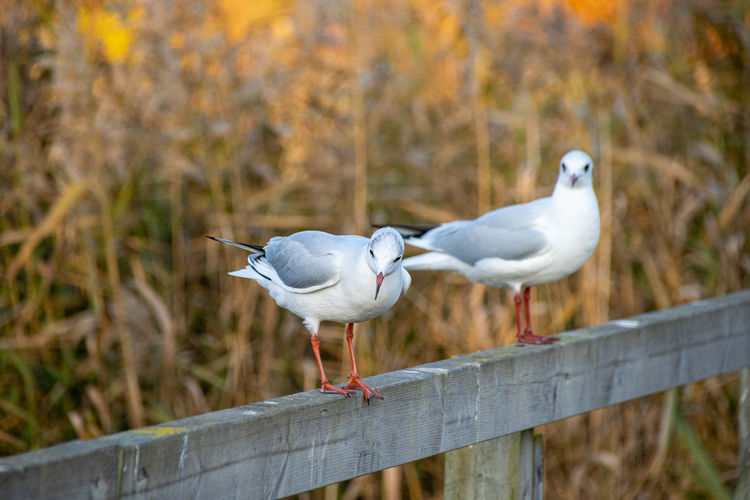 Two seagulls perched on a wooden post