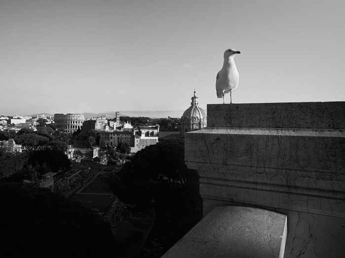 Seagull on statue against buildings in city against clear sky