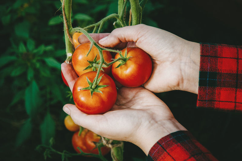 Cropped hand of person holding tomatoes