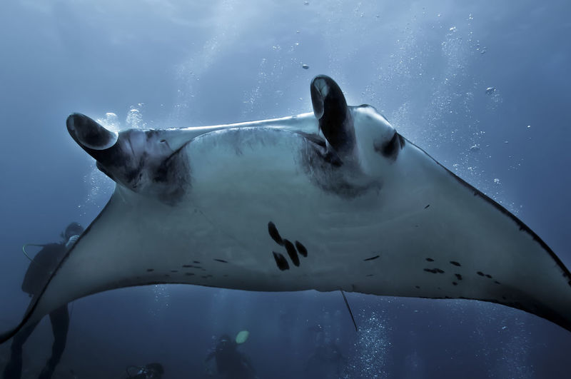 Stingray swimming in sea