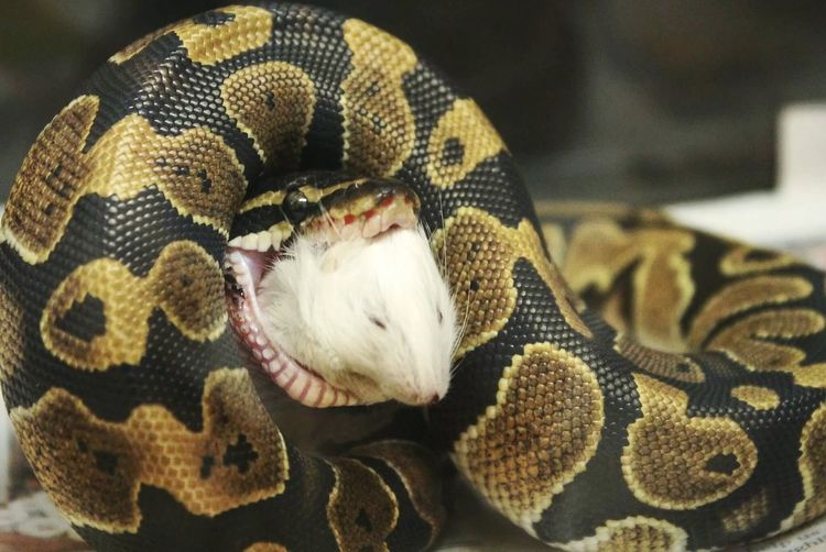 Close-up of ball python swallowing dead mouse in zoo