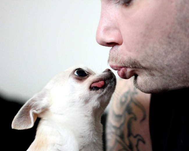 Close-up of man kissing dog at home