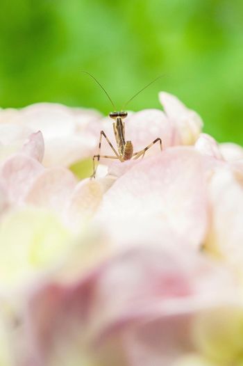 Close-up of playing mantis on flower