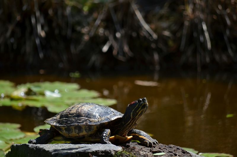 Tortoise on rock next to pond
