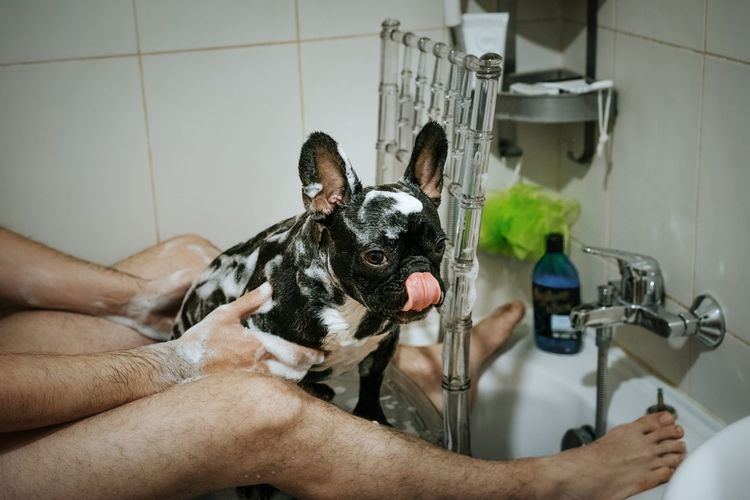 High angle view of man bathing dog in bathtub