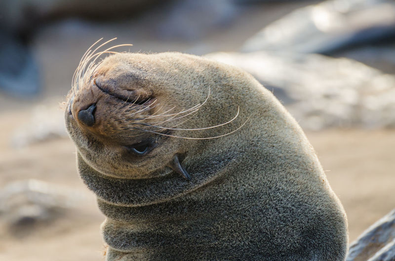 Close-up portrait of brown fur seal at cape cross seal reserve, namibia
