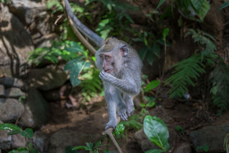 Close-up of monkey on branch at ubud forest