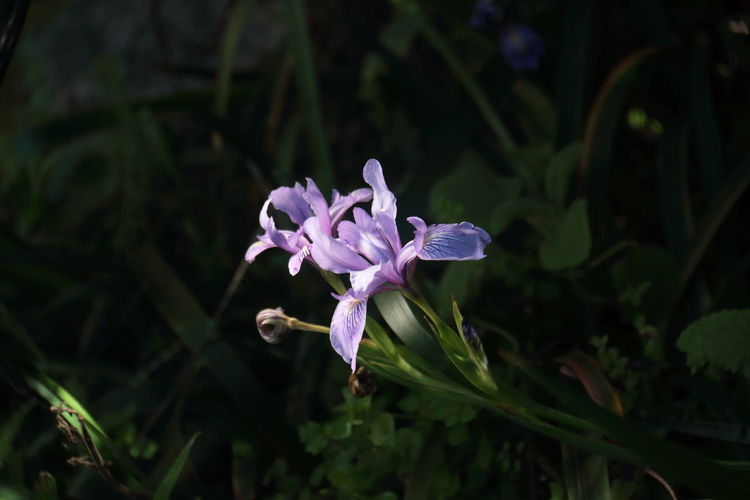High angle view of purple iris blooming outdoors
