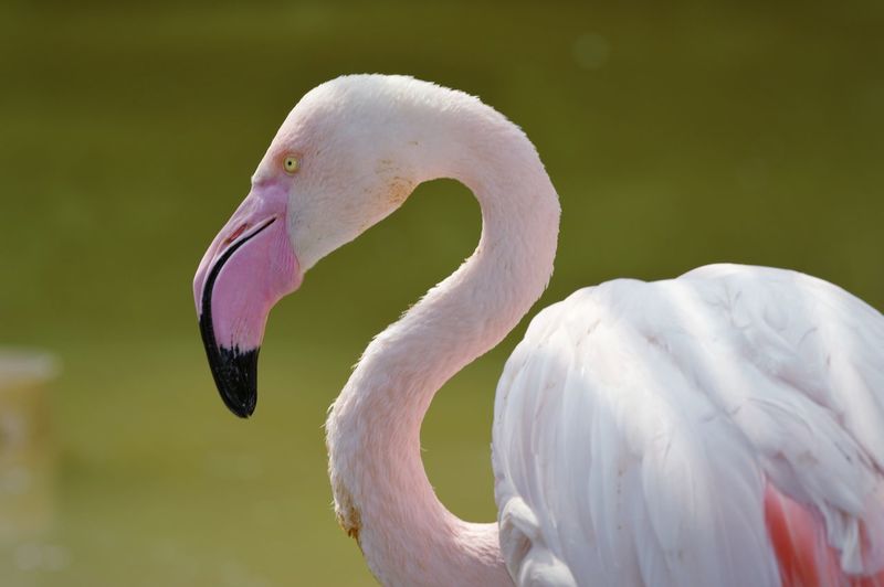 Close-up of swan