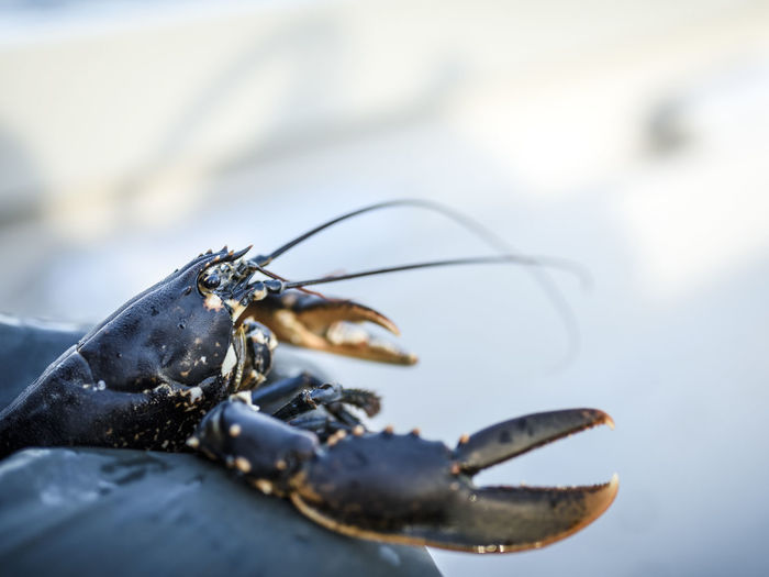 Lobster, close-up