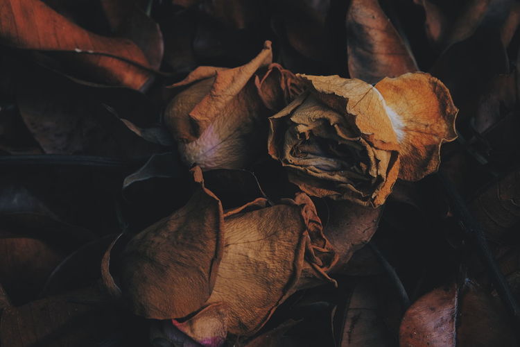 Full frame shot of wilted roses