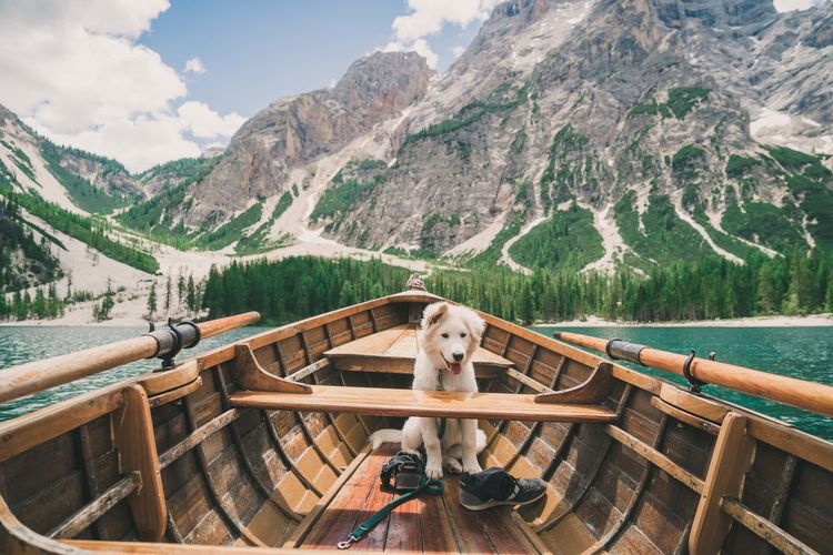 Dog on a boat. 