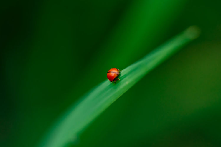Close up ladybug with rice leaves and green soft focus background.