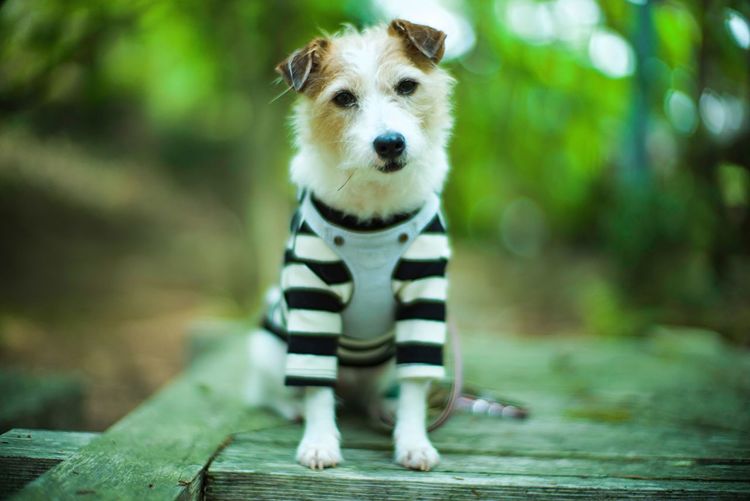 Portrait of dog standing on wood