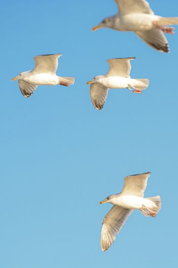 Low angle view of seagulls flying