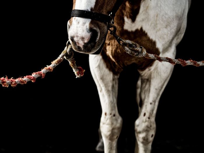 Close-up of horse with rustic halter