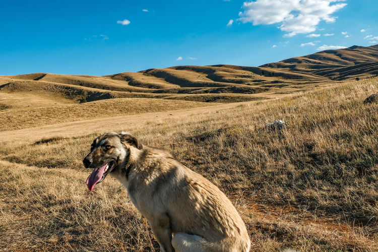 View of dog on field against sky in anatolia