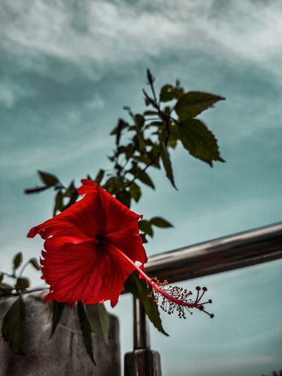 Close-up of red hibiscus flower