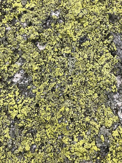 Full frame shot of yellow petals on moss