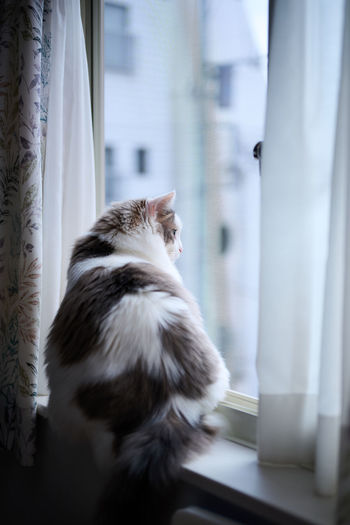 White cat sitting beside the window looking outside